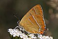 Brown hairstreak