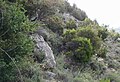 Questo è un tipico habitat naturale per il bosso (foto scattata in Corsica)