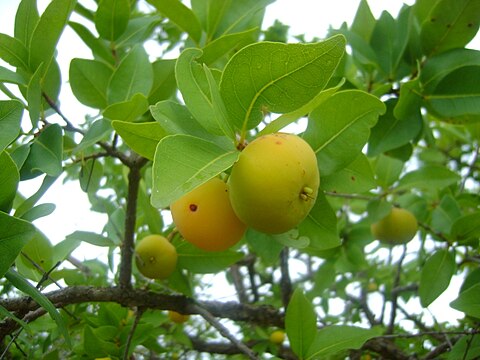 Eugenia dysenterica.