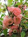 Chaenomeles × superba 'Pink Lady'