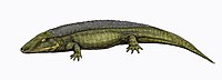Chroniosuchus