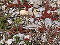 Sedum atratum