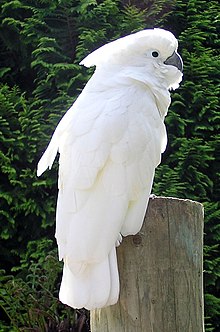 Cockatoo perching on a branch. Its plumage on the top of its head above its eyes is white and it has a horn-coloured beak. The rest of its head, its neck, and most of its front are pink. Its wings and tail are grey and blue.