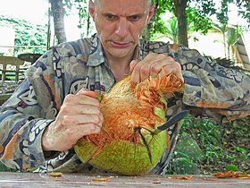 Coconut fight (2)