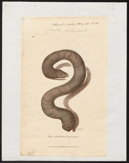 Linnaeus' wormsalamander