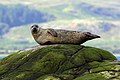 21. Borjúfóka (Phoca vitulina) (Lismore, Argyll, Skócia) (javítás)/(csere)