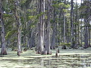 180px-Cypresses.jpg