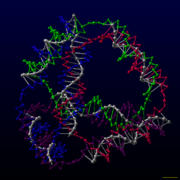 A model of a DNA tetrahedron