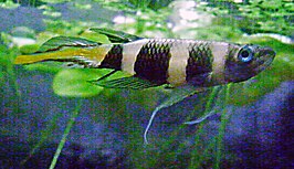 Epiplatys annulatus