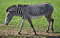 Tuksneša zebra (Equus grevyi)