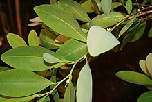 Coca leaves Erythroxylum-coca-foliage2.jpg