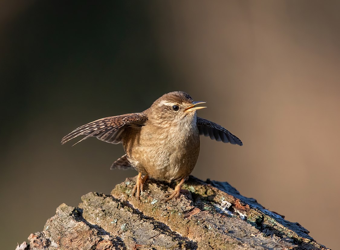 :File:Eurasian wren Franconville 04.jpg