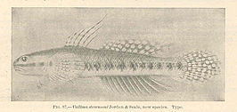 Stiphodon elegans