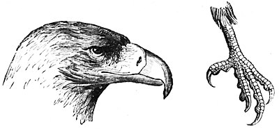 Tête de l’aigle. Serre de l’aigle.