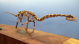 A Falcarius csontvázának rekonstrukciója a, Utahi Természetrajzi Múzeumban (Utah Museum of Natural History).