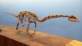 Реконструйований скелет, Музей природничої історії штату Юта