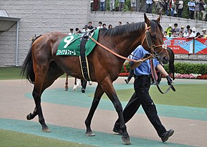 東京競馬場のパドックを周回する競走馬ファイナルフォーム。2013年6月9日。