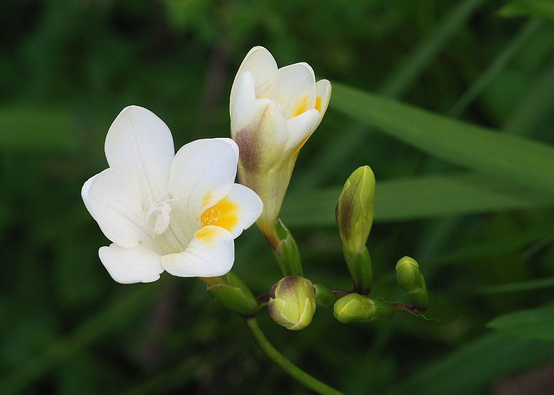 File:Flowers February 2009-1.jpg