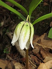 内花被片の縁に突起がある。