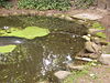 Froschkönig im Froschteich des Lübecker Stadtparks