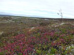 Fulufjellet nasjonalpark 007.JPG