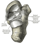 Articulacions talocalcaneal i talocalcaneonavicular.