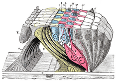The reticular membrane and subjacent structures.