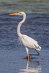 Great blue heron (white form)