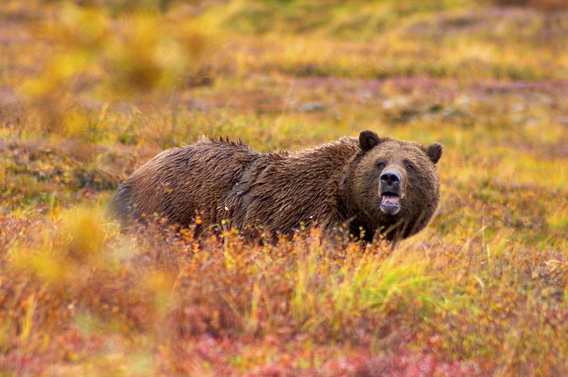 File:Grizzly Denali wider crop.jpg