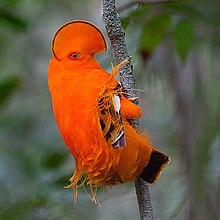 Guianan cock-of-the-rock - Wikipedia