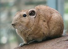 My favourite animal; Gundi on top of a rock