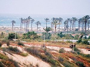 English: Sand dunes near the sea, Gush Katif, ...