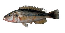 Haplochromis vonlinnei