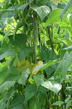 Haricot vert — Wikipédia