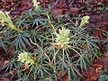 Helleborus foetidus ready to bloom