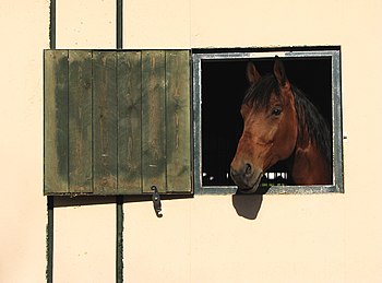 Horse looking out of stable window. Picture wa...