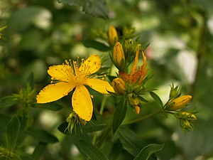 서양고추나물(Hypericum perforatum)