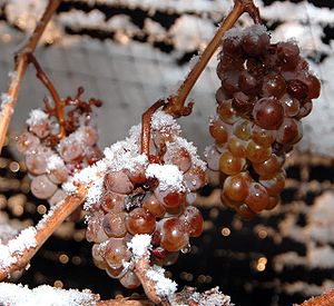 Photo of ice wine grapes, frozen on the vine. ...