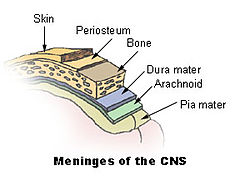 Meninges of the central nervous system: dura mater, arachnoid, and pia mater.