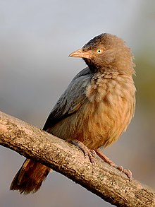 Болтушка из джунглей (Turdoides striata) Фотография Шантану Кувескар. Jpg