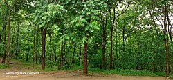 Skyline of Kawal Tiger Reserve