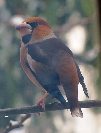 English: Hawfinch Coccothraustes coccothrauste...