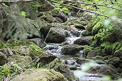 Steiniger Bachlauf