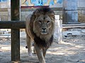 Lion (Panthera leo)