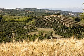 Collines cultivées de noisetiers dans les Langhe (Piémont, Italie).