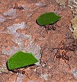 Lehdenleikkaajamuurahaisia kuljettamassa lehtiä pesäänsä. Lehtien päällä ne kasvattavat sieniviljelmiään.