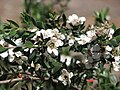 Leptospermum nitidum