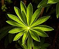 Lupin Leaf.jpg