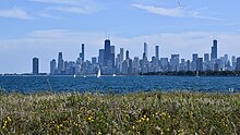 An image of the Chicago skyline from "the Magic Hedge," a honeysuckle bush.