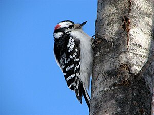 English: An adult male Downy Woodpecker, Picoi...
